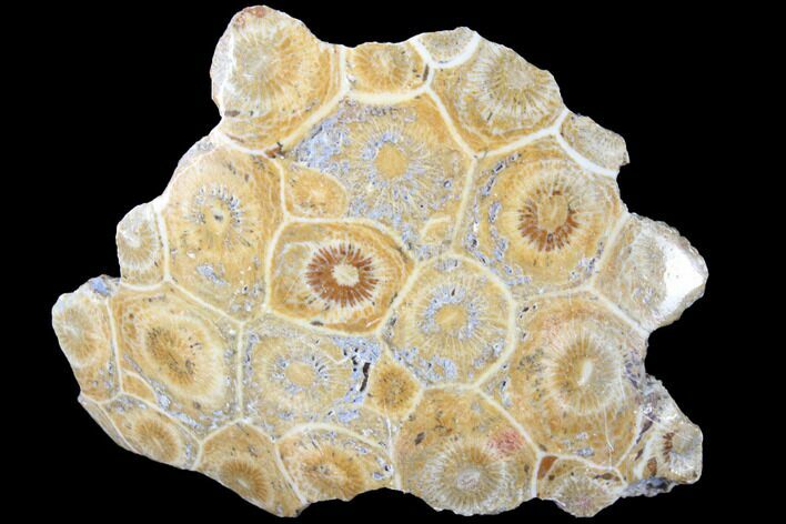 Polished Fossil Coral (Actinocyathus) - Morocco #85020